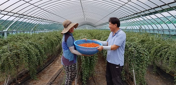 NSP통신-▲청양군 구기자재배농가들이 한낮 폭염을 피해 청양구기자 수확에 한창이다. (청양군)