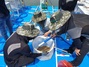[NSP PHOTO]충남도, 연구용 어린 바지락 1000만 마리 분양