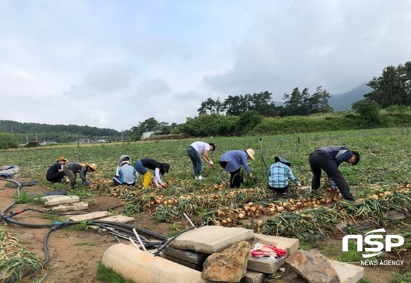 NSP통신-양파 수확 장면. (나주시)