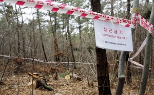 [NSP PHOTO]태안군, 소나무 재선충병 예찰·방제활동 실시