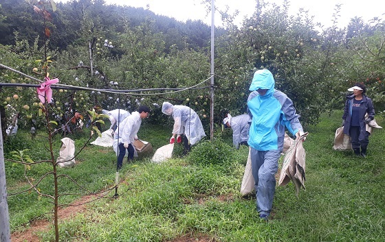 NSP통신-▲서천군이 태풍 피해를 겪은 농가를 방문해 복구 일손 돕기를 펼쳤다. (서천군)