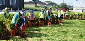 [NSP PHOTO]농협광주본부, 태풍 피해 일손돕기 구슬땀