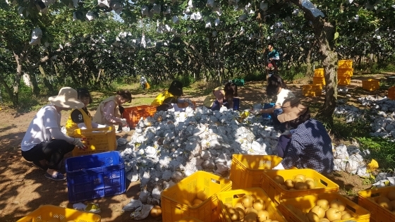 NSP통신-18일 평택시 진위면의 태풍 피해농가를 방문한 평택시 공무원과 농협중앙회 경기지역본부 직원들이 낙과를 주우며 일손을 돕고 있다. (평택시)