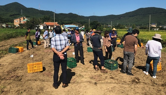 NSP통신-▲보령시가 고구마 신품종 무병묘 확대 보급 체계 마련을 위한 현장평가회를 개최했다 (보령시)