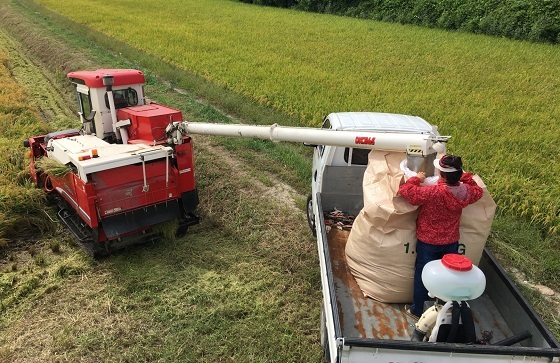 NSP통신-▲당진시가 다음달말까지 벼 종자 채종답에서 재배 중인 벼를 수확한다. (당진시)