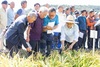 [NSP PHOTO]청양군, 벼농사 신기술 보급 추진상황 점검