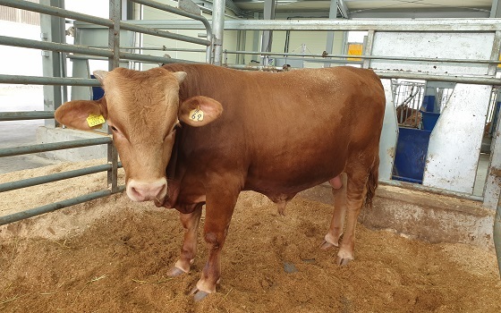 NSP통신-▲충남 한우 1두가 제77차 당대검정 결과 후보씨수소로 선발됐다. (충남도)