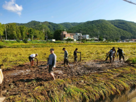 [NSP PHOTO]경주시, 육군 제7516부대 1대대 쓰러진 벼 세우기 봉사활동 시행