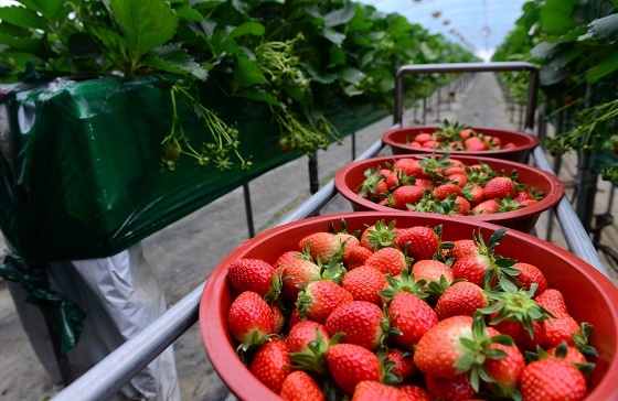 NSP통신-▲홍성군이 관내 10개 농가에 딸기통합관제시스템을 적용한다. (홍성군)