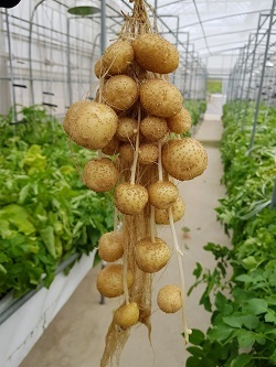 NSP통신-▲서산시가 농가에 씨감자 120톤을 보급한다. (서산시)