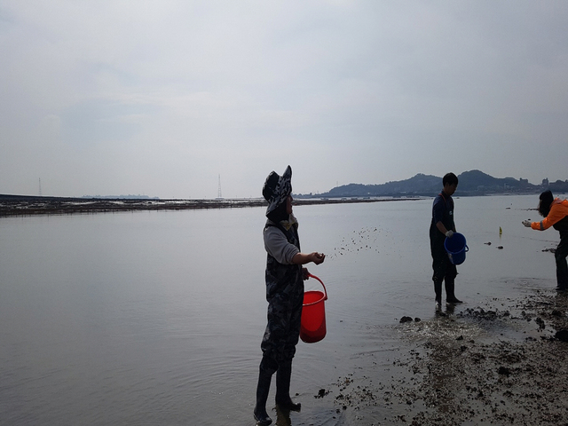 NSP통신-경기도 해양수산자원연구소가 갯벌 연안에 바지락 치패를 방류하고 있다. (경기도)