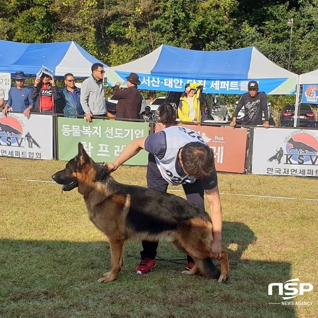 NSP통신-20일 안성시에 위치한 안성풍산개태마파크에서 한국애견연맹 KSV한국저먼세퍼드협회가 주관한 2019 KSV SIEGER SHOW(세퍼드 지거쇼)가 개최됐다. (김종식 기자)