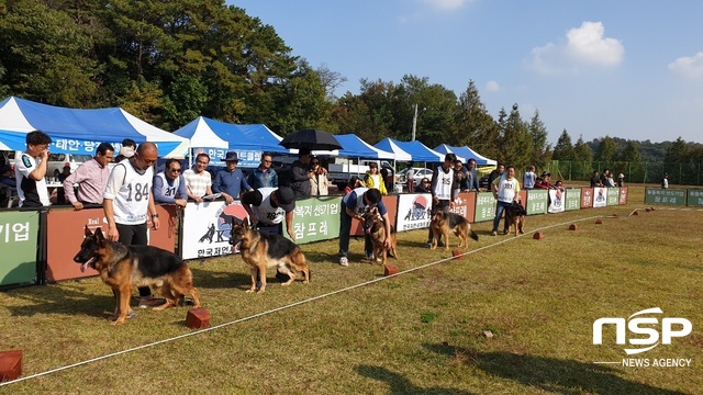 NSP통신-20일 안성시에 위치한 안성풍산개태마파크에서 한국애견연맹 KSV한국저먼세퍼드협회가 주관한 2019 KSV SIEGER SHOW(세퍼드 지거쇼)가 개최됐다. (김종식 기자)