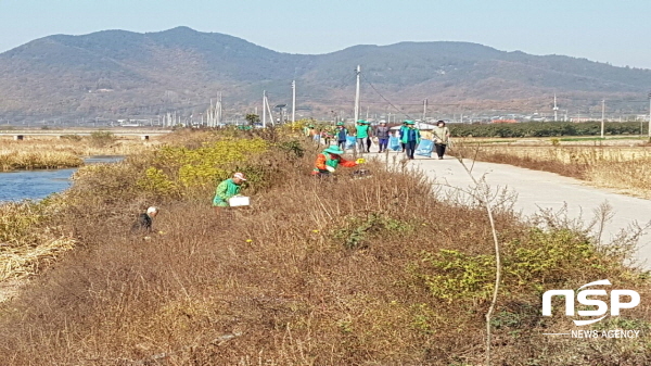 NSP통신-의성군 금성면은 클린 코리아 캠페인의 일환으로 금성면 쌍계천 주변에 대대적인 자연정화 활동을 펼쳤다. (의성군)