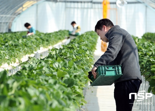 NSP통신-강진지역 농민들이 딸기를 수확하고 있다. (강진군)