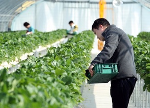 [NSP PHOTO]강진군, 겨울철 대표 과일 딸기 본격 출하