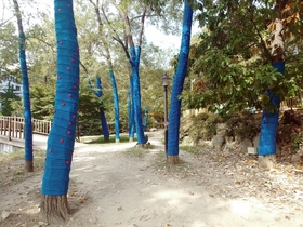 [NSP PHOTO]안양예술공원, 오색빛깔 털옷 입은 가로수길 조성