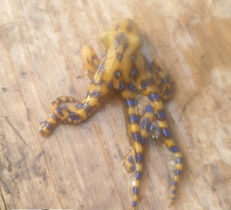 [NSP PHOTO]여수 앞바다서 맹독성 파란고리문어 잡혀