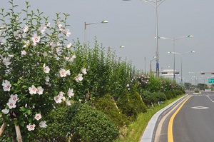 [NSP PHOTO]완주군, 전국 최고 무궁화 명소 선정