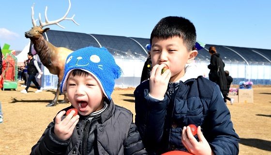 NSP통신-▲논산시가 예년보다 일찍 2020논산딸기축제를 개최하기로 했다. (논산시)