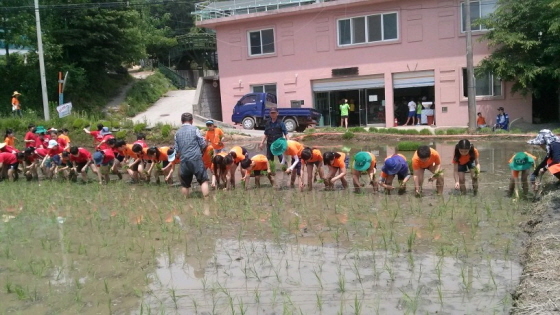 NSP통신-용인시 학일마을의 모내기 체험 모습. (용인시)