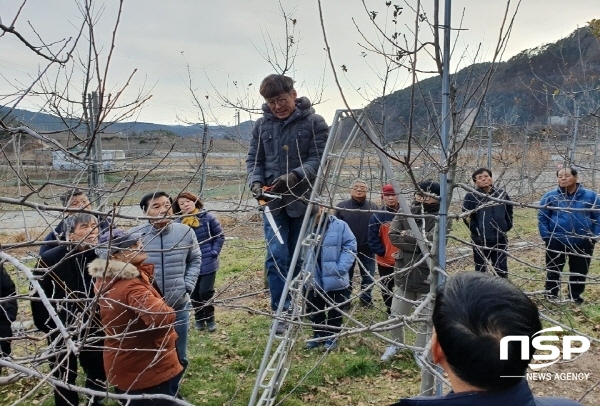 NSP통신-영양군은 농가의 노령화와 전정 전문가 부족으로 과원 관리에 어려움이 많은 사과 농가를 위해 농업기술센터에서 사과 수형관리 기술교육을 실시했다. (영양군)