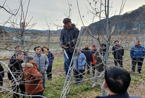 [NSP PHOTO]영양군농업기술센터, 사과 수형관리 기술교육 실시