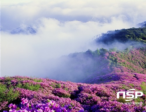 [NSP PHOTO]장수 봉화산 산철쭉군락지, 국가산림문화자산 지정