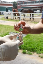 [NSP PHOTO]마사회, 전국 말 예방접종 지원 완료