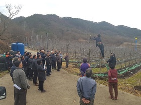 [NSP PHOTO]곡성군, 사과 동계 전정 노하우 현장교육 실시