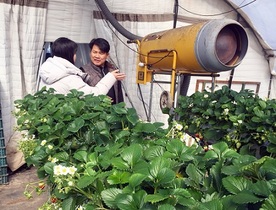 [NSP PHOTO]정읍시, 하우스 채소 작물 환경관리 철저 당부