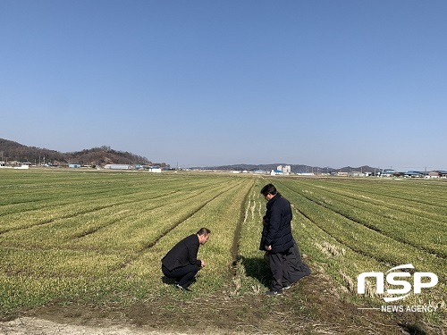 [NSP PHOTO]군산시 보리 웃거름 지금이 적기