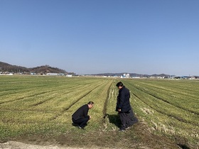 [NSP PHOTO]군산시 보리 웃거름 지금이 적기