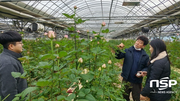 NSP통신-강진군 장미 주산지인 칠량땅심영농법인 재배농가에서 장미를 선별하고 있다. (강진군)