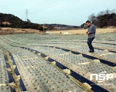 [NSP PHOTO]정읍시, 고품질 마늘·양파 재배 현장 지도 강화