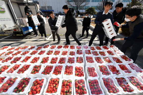 NSP통신-18일 수원시 직원들이 진천에서 온 딸기 상자를 내리고 있다. (수원시)