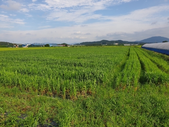 NSP통신-벼 대신 타 식량작물을 재배하고 논. 안성시가 6월 30일까지 논 타작물재배지원사업 신청을 받는다. (안성시)