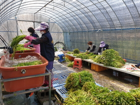 [NSP PHOTO]구미시, 한국여성농업인 구미시연합회와 미나리 재배농가 찾아