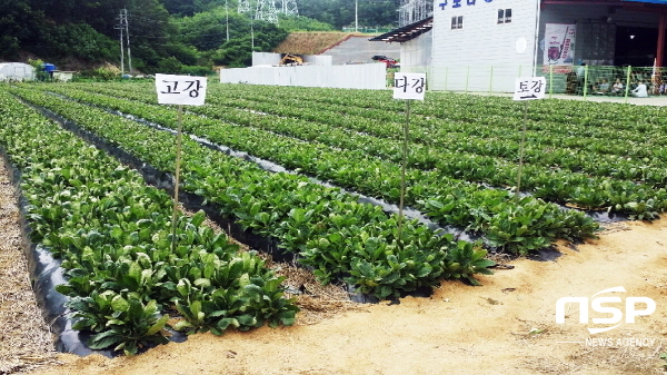 NSP통신-안동시농업기술센터에서는 안동 소득작목 중 하나인 지황 재배 농가를 대상으로 올해 재배를 축소할 것을 독려하고 있다. (안동시)