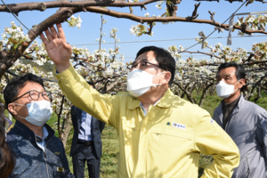 [NSP PHOTO]주낙영 경주시장, 배 재배 농가 저온피해 확인 점검