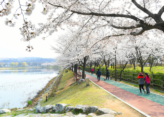 NSP통신-안산시의 벚꽃 풍경. (안산시)