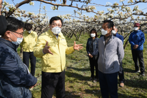 [NSP PHOTO]경주시, 배 과수 저온피해 농가 과수영양제 긴급 수혈