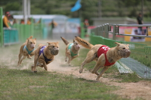 [NSP PHOTO]진도군, 대한민국 진도개 페스티벌 개최 취소