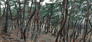[NSP PHOTO]수원시, 팔달산 천년의 소나무 숲 조성 사업 추진