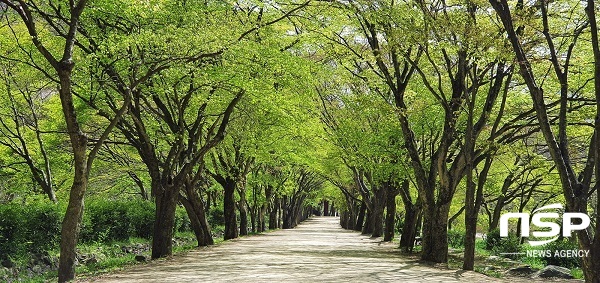 [NSP PHOTO]정읍 내장산의 봄...싱그러운 녹음이 만든 초록 쉼표!