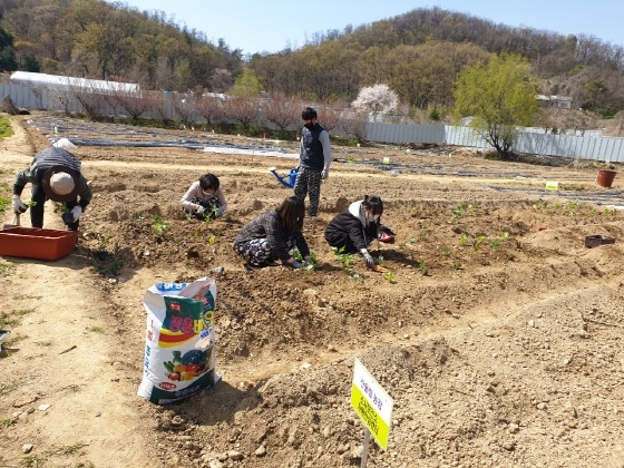 NSP통신-소사치매안심센터에서 코로나19가 진정된 이후 경증 치매 어르신이 경작할 수 있도록 산울림 농장에 농작물을 심고 있다. (부천시)