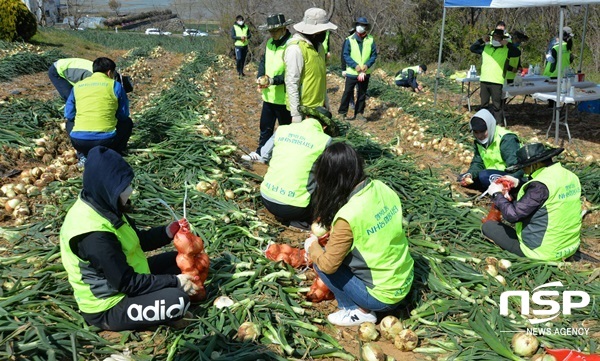 NSP통신-전남농협이 23일 무안군 청계 양파 농가를 찾아 실시한 농촌 일손돕기. (전남농협)