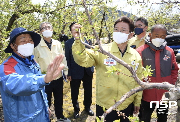 NSP통신-이철우 경북도지사가 저온피해를 입은 과수를 살펴보고 있다. (경상북도)