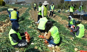 [NSP PHOTO]전남농협, 코로나19 위기극복 농촌 일손돕기 실시