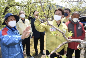 [NSP PHOTO]이철우 경북도지사, 저온피해 현장 찾아 농업인 격려